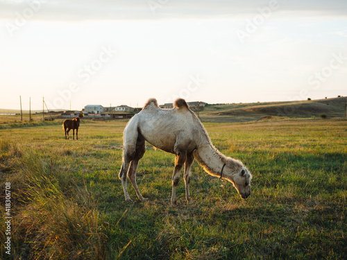 The camel eats grass on the nature of the field and the sun is fresh air © SHOTPRIME STUDIO