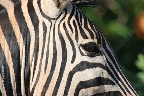 Kruger National Park  close up of a zebra face
