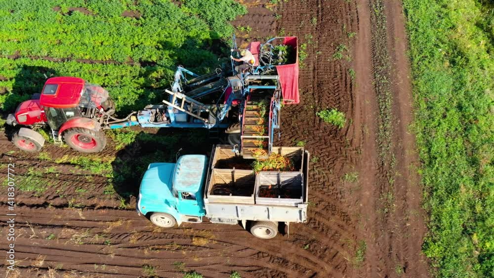 Farmer on a carrot harvester harvests carrots and truck to transport the carrots to a warehouse