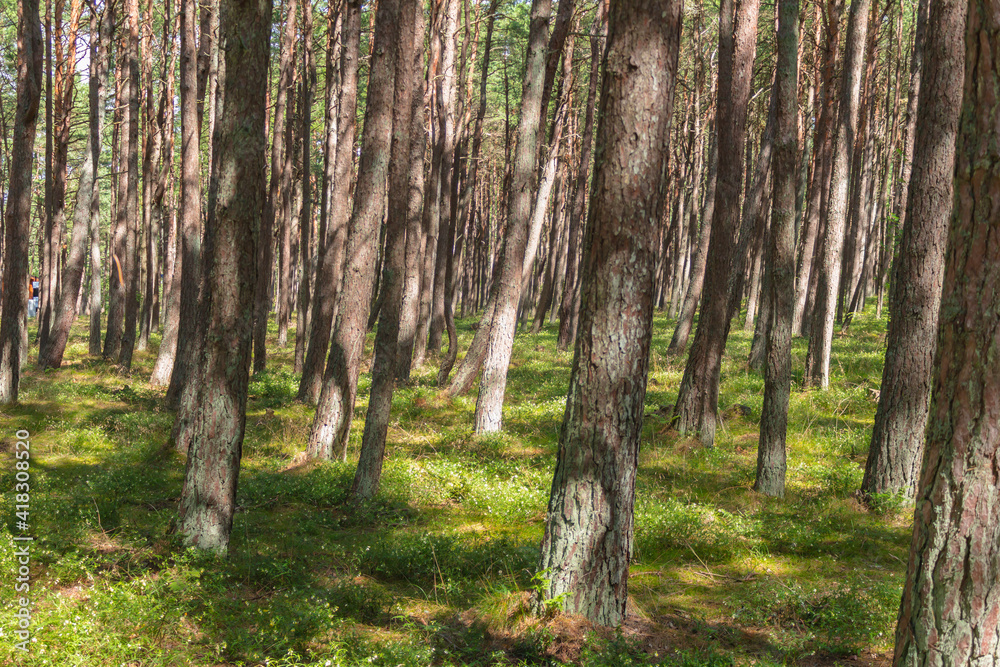 Pine trees in the forest on the Curonian Spit. Pine trees in the forest on the Curonian Spit.