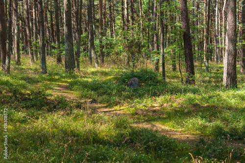 Fototapeta Naklejka Na Ścianę i Meble -  Pine trees in the forest on the Curonian Spit.