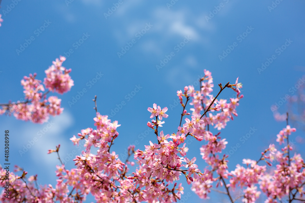 おかめ桜　青空