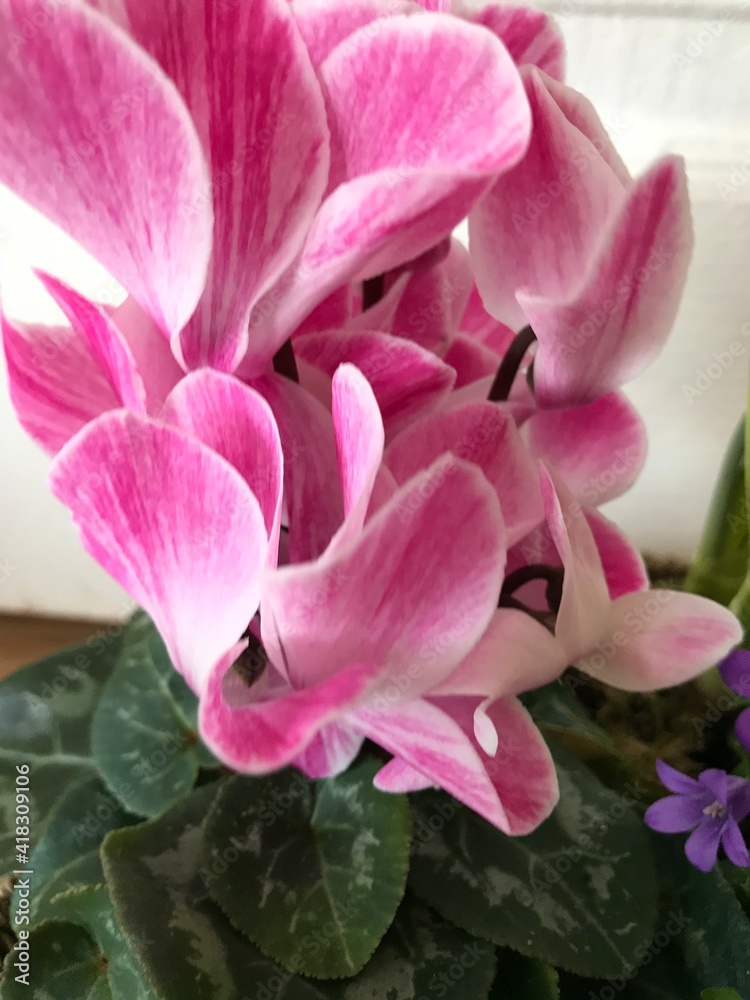 flower, pink, nature, garden, plant, green, flowers, bloom, blossom, cyclamen, petal, rose, spring, flora, hydrangea, floral, peony, beauty, beautiful, leaves, leaf, purple, blooming, red, bouquet
