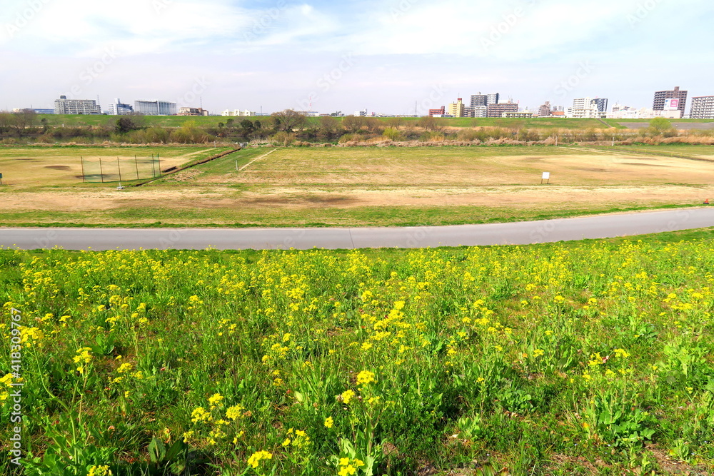 菜の花咲く土手から見る春の江戸川河川敷風景