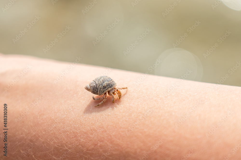 Obraz premium A Cancer hermit crab in a shell on hand. Tropical animal
