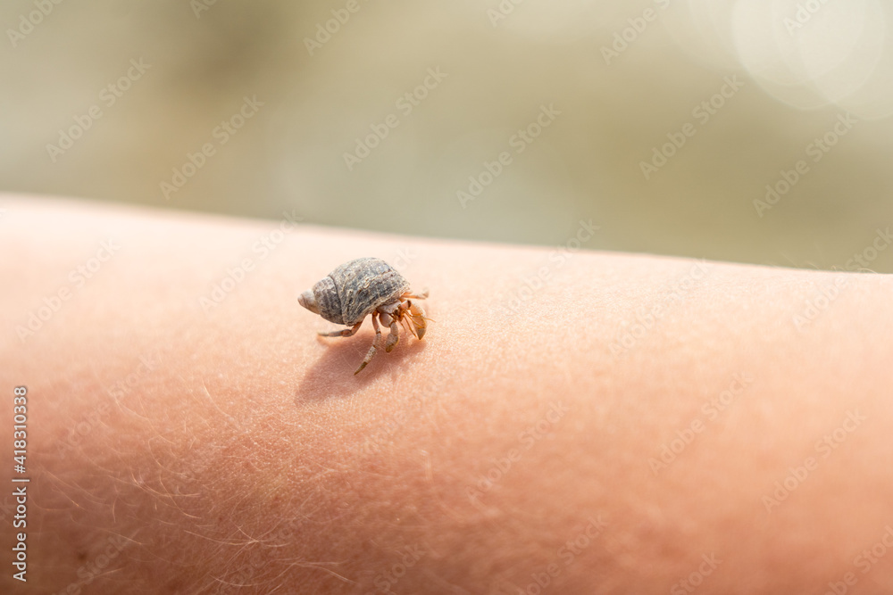 Obraz premium A Cancer hermit crab in a shell on hand. Tropical animal