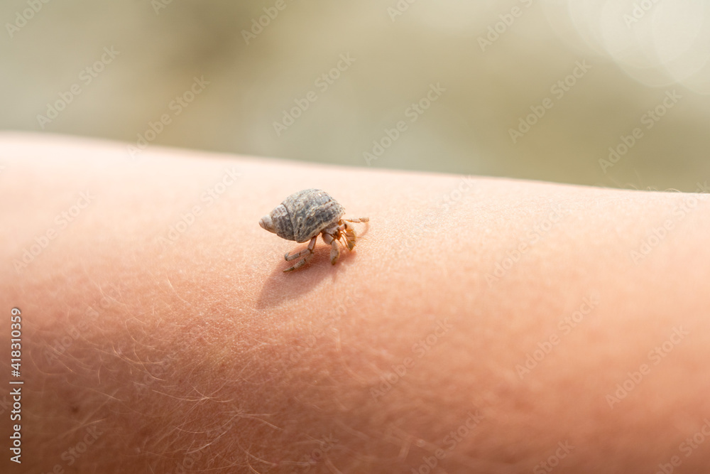 Obraz premium A Cancer hermit crab in a shell on hand. Tropical animal