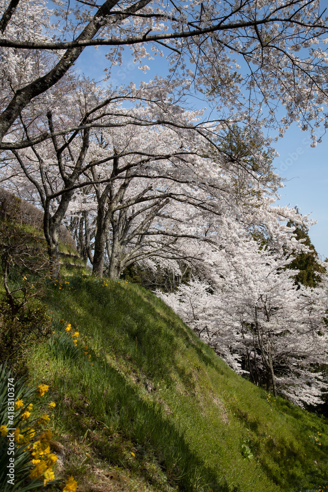 桜 宮城 利府 桜 宮城 利府