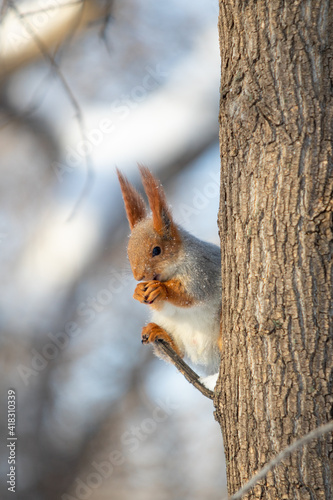 Red squirrel in winter forest