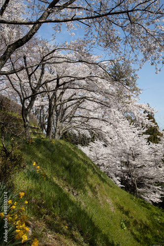 Wallpaper Mural 桜　宮城　利府 Torontodigital.ca