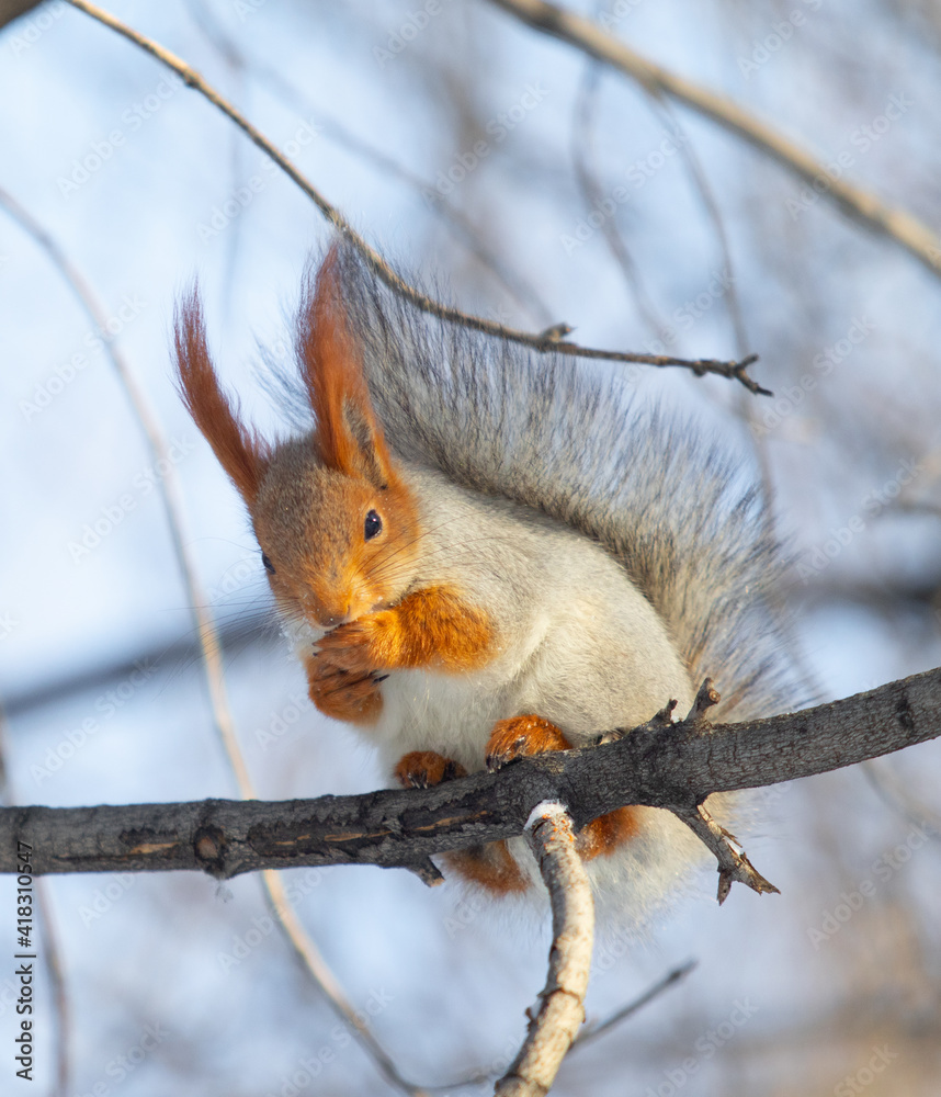 Red squirrel in winter forest Red squirrel in winter forest