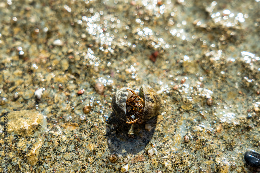 Two cancer hermit crabs mating on beach. Tropical animal