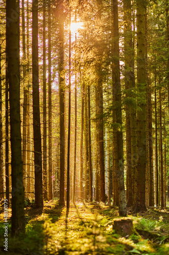 beautiful forest with tall trees and sun light © Johny