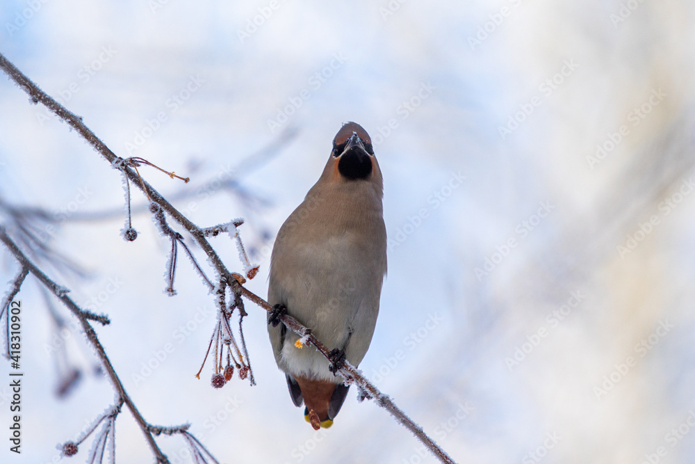 Beautiful birds in winter on a tree branch against the background of the sky. Beautiful birds in winter on a tree branch against the background of the sky.