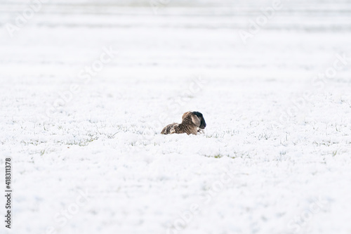 A newly born white lamb lies in the meadow, covered with snow. Winter on the farm