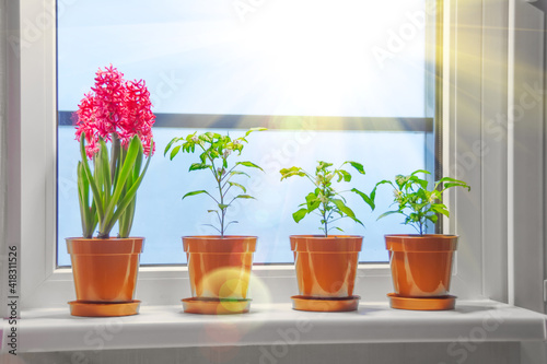 Pink purple hyacinths and indoor decorative peppers on the windowsill in the apartment illuminated by the sunshine from the balcony.