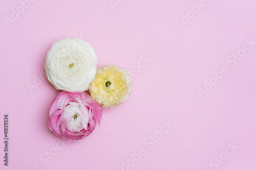 Flowers on the pink background. Copyspace background.