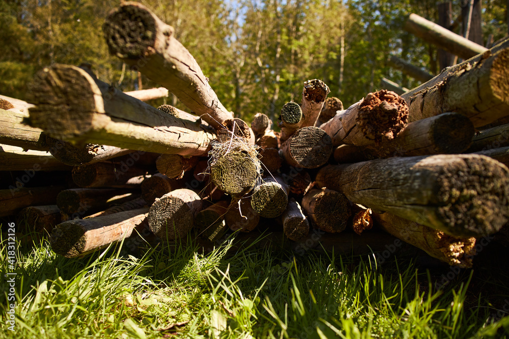 Fototapeta premium wood poles in a stack in a forest