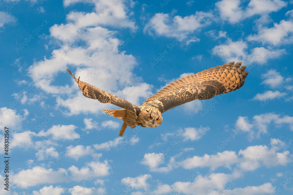 One Eurasian Eagle Owl or Eagle Owl. Flies with spread wings against a blue and white clouded sky. Red eyes stare at you while he is hunting. Fresh colors, cloudscape, composite photo One Eurasian Eagle Owl or Eagle Owl. Flies with spread wings against a blue and white clouded sky. Red eyes stare at you while he is hunting. Fresh colors, cloudscape, composite photo