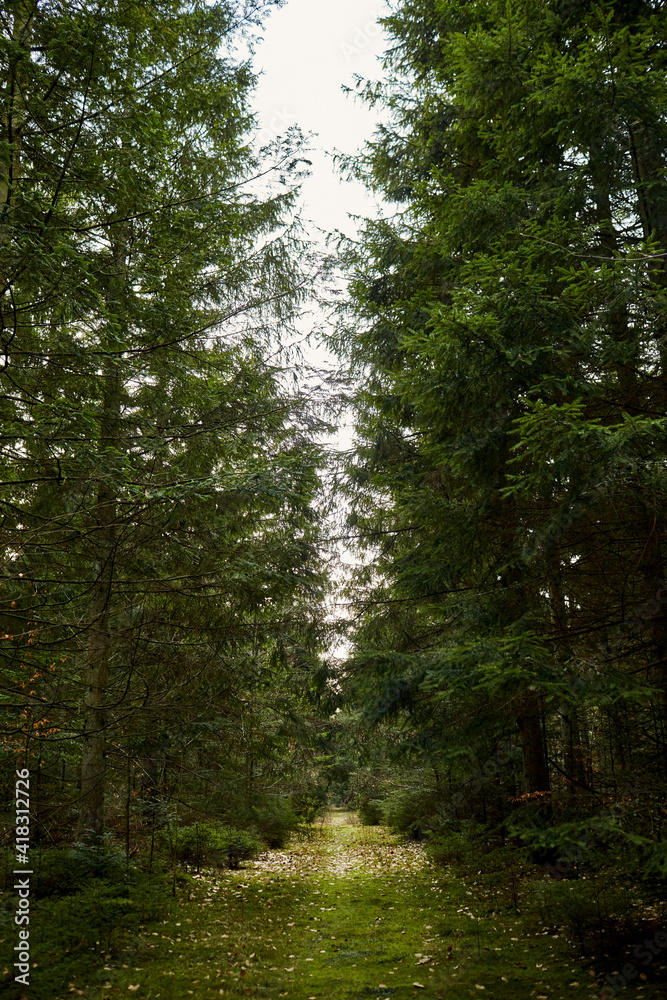 a beautiful forest with large trees and a path a beautiful forest with large trees and a path