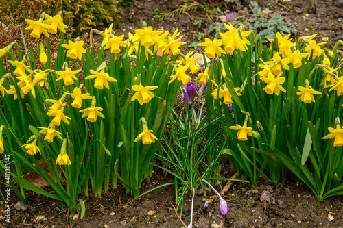 Wild Daffodils (Narcissus) and a Dutch Crocus (Spring Crocus)