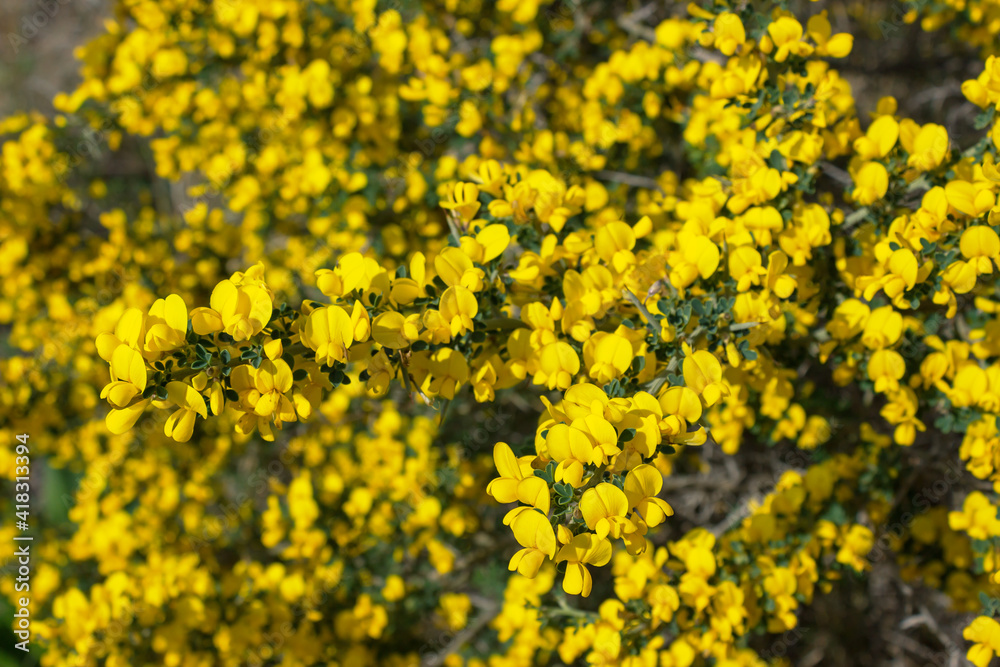 Yellow flowers on a Bush with thorns. Calicotome villosa. Greece. Selective focus. Yellow flowers on a Bush with thorns. Calicotome villosa. Greece. Selective focus.