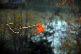 Selective focus on a dry leaf still on the branch and river landscape on the background