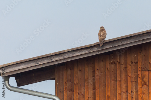buzzard bird (buteo buteo) sitting on roof