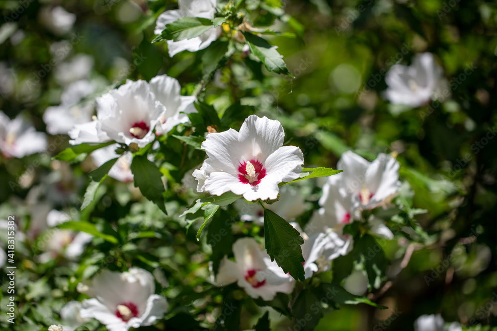 White flowers on a plant White flowers on a plant