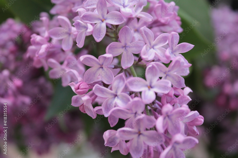 flowers in the garden. purple lilac, spring, autumn, summer flowers in the garden. purple lilac, spring, autumn, summer