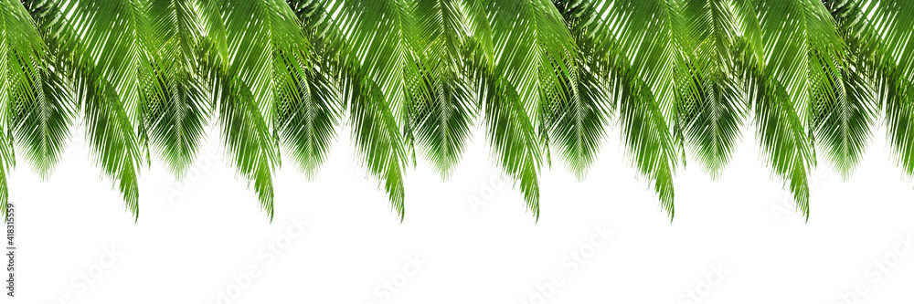 Fototapeta premium Green palm leaves white background isolated closeup, palm leaf corner border, palm branches frame, palm tree, tropical foliage banner, exotic pattern, decoration, design element, empty text copy space