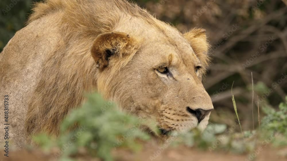 lion holds still as he observes surroundings lion holds still as he observes surroundings