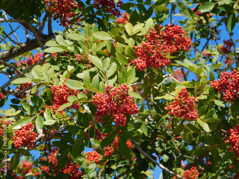 Fruit of the mastic tree, or Pistacia lentiscus, in Attica, Greece