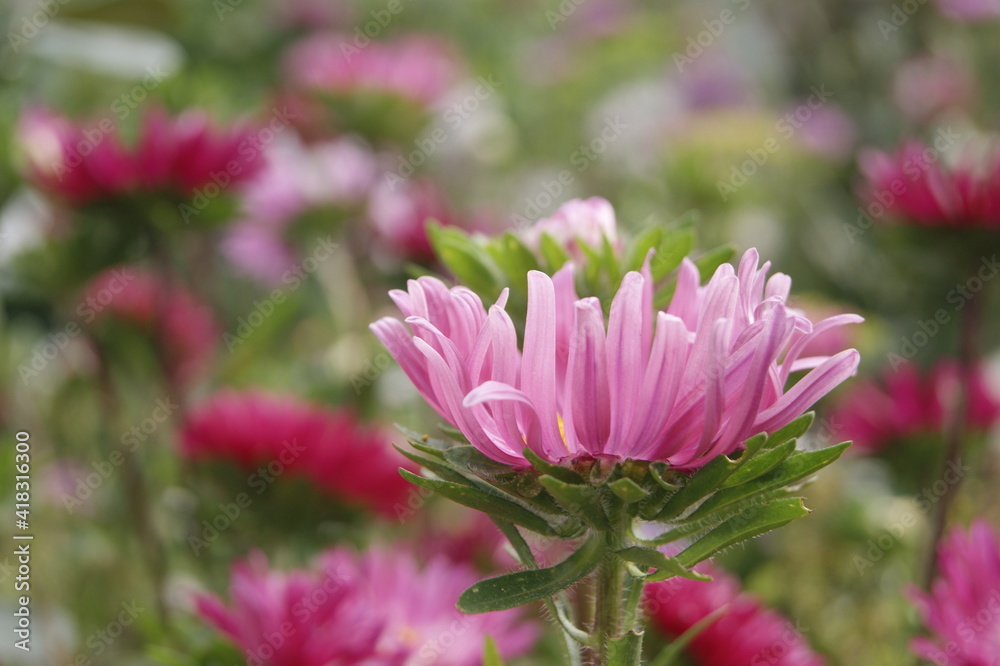 Obraz premium SONY DSC