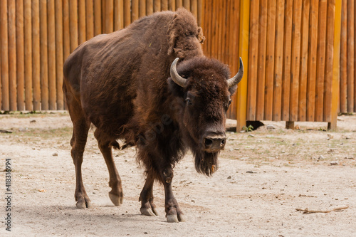 Young beautiful bison