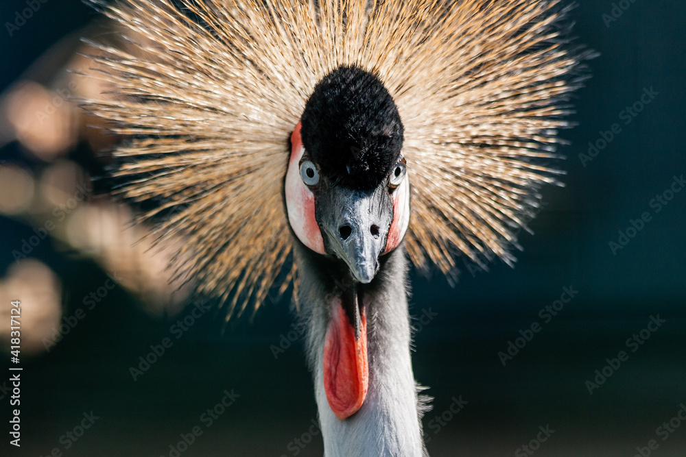 Fototapeta premium Beautiful crowned crane (Balearica pavonina)