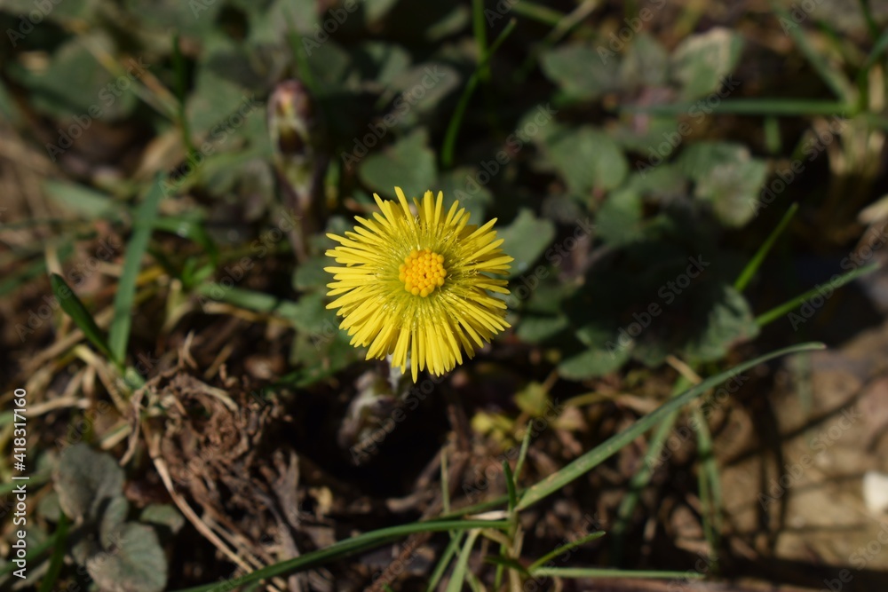 Coltsfoot or coughwort, botanically named as Tussilago farfara, daisy family Asteraceae flower photography. Yellow medicinal and herbal wildflower macro photo against grass background. Coltsfoot or coughwort, botanically named as Tussilago farfara, daisy family Asteraceae flower photography. Yellow medicinal and herbal wildflower macro photo against grass background.