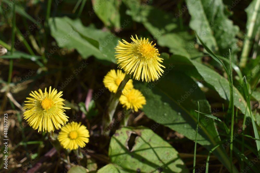 Coltsfoot or coughwort, botanically named as Tussilago farfara, daisy family Asteraceae flower photography. Yellow medicinal and herbal wildflower macro photo against grass background. Coltsfoot or coughwort, botanically named as Tussilago farfara, daisy family Asteraceae flower photography. Yellow medicinal and herbal wildflower macro photo against grass background.