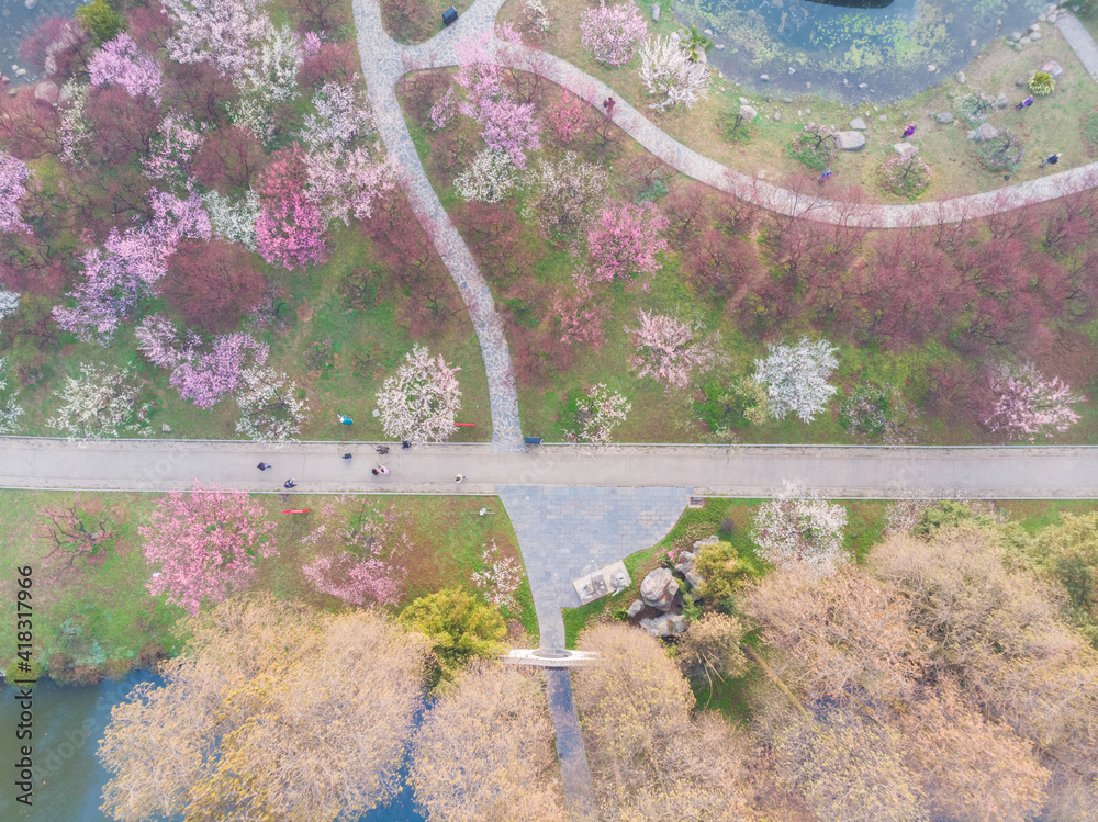 Fototapeta premium Spring plum blossoms and park scenery in East Lake Plum Garden in Wuhan, Hubei