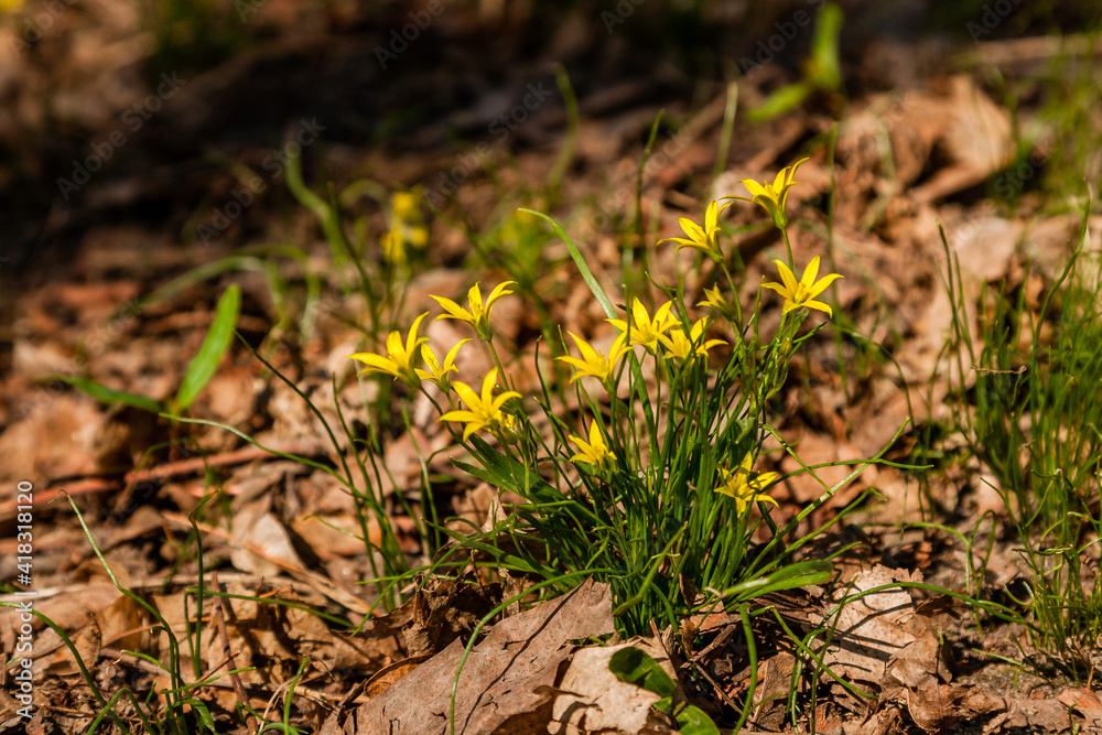 Spring yellow wildflowers among the autumn leaves Spring yellow wildflowers among the autumn leaves