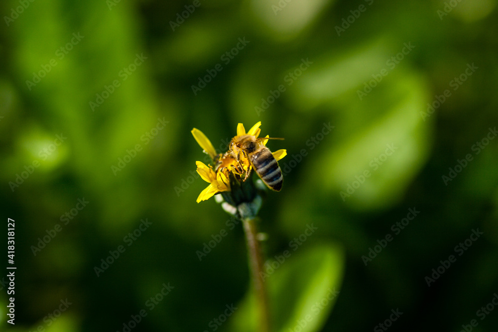 Macro of yellow dandelions on which sits a wasp Macro of yellow dandelions on which sits a wasp