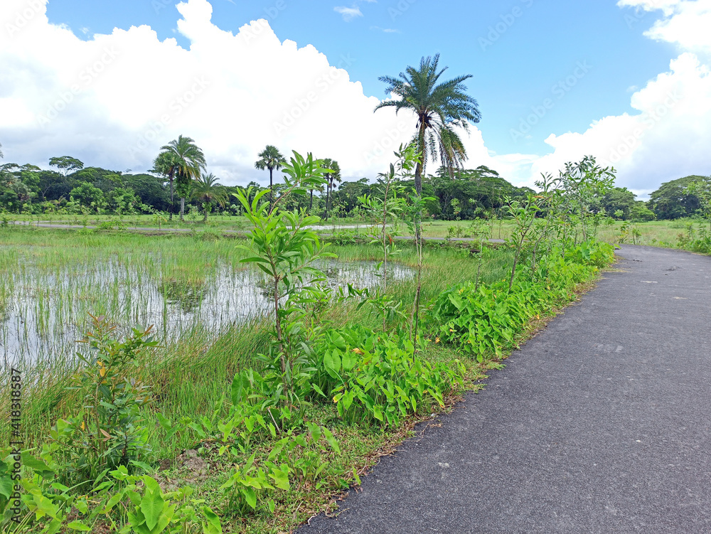 Obraz premium rice fields