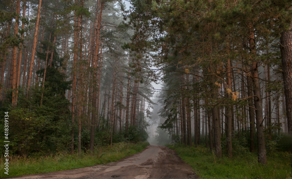 road in a pine forest, fog, tall trees, path in the dark, mystical landscape, summer, August, July, green tall trees, nature of Russia, anxiety, serenity, grass