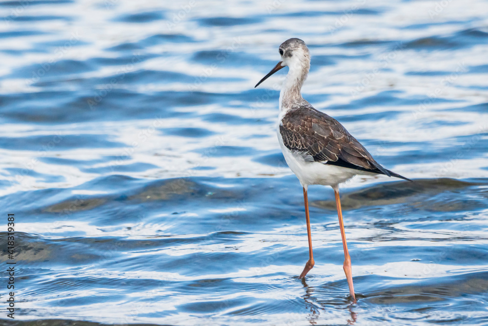 Young black-winged stilt (himantopus himantopus) in Albufera of Valencia natural park. Young black-winged stilt (himantopus himantopus) in Albufera of Valencia natural park.