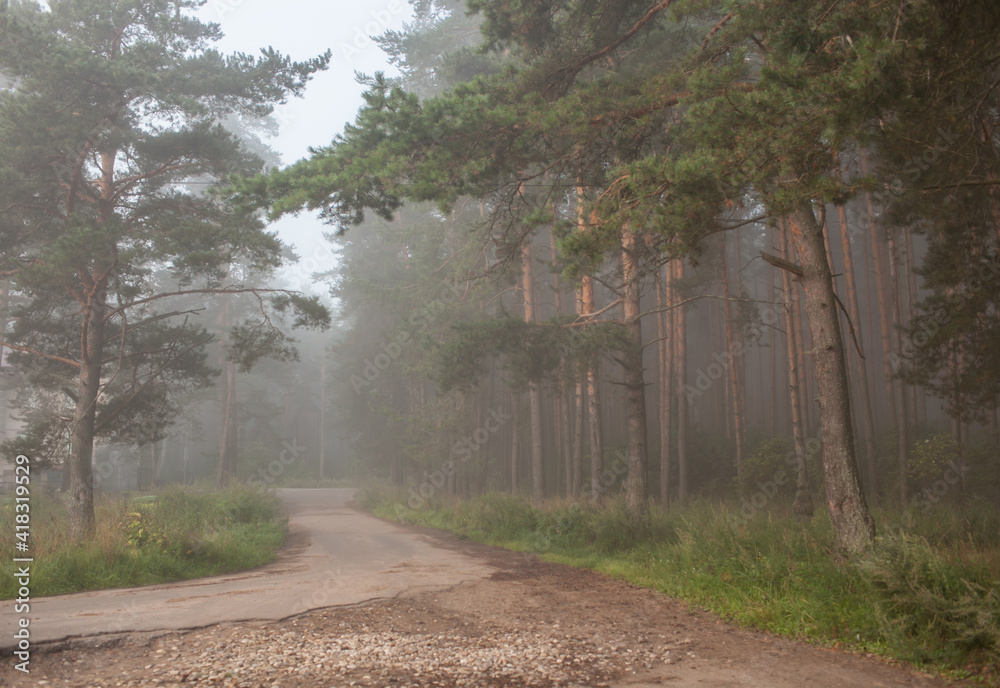 Obraz premium road in a pine forest, fog, tall trees, path in the dark, mystical landscape, summer, August, July, green tall trees, nature of Russia, anxiety, serenity, grass