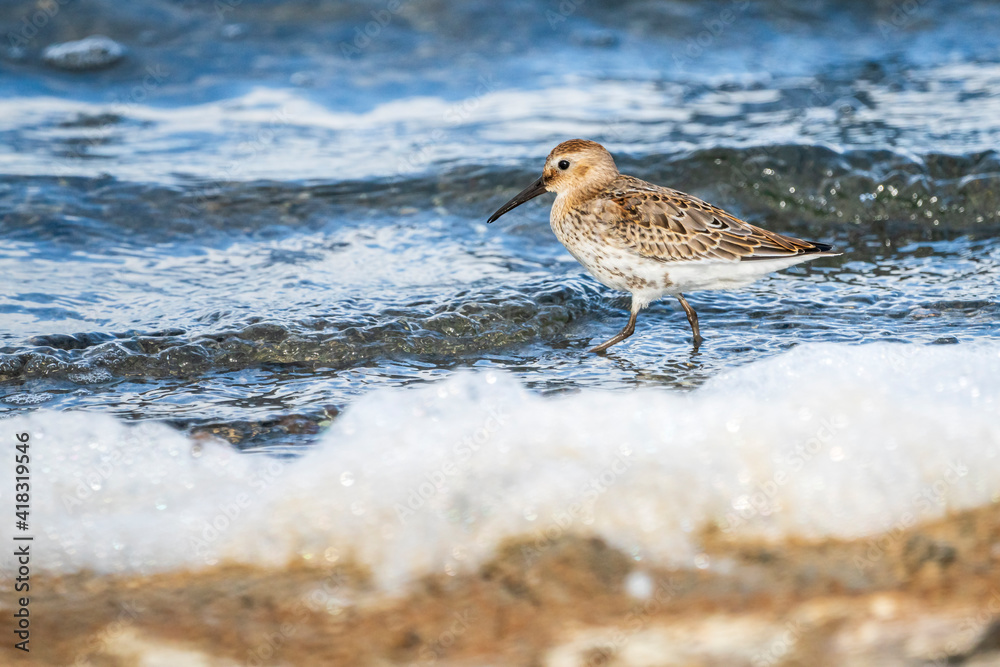 Couple of dunlin (calidris alpina) in Albufera of Valencia natural park. Couple of dunlin (calidris alpina) in Albufera of Valencia natural park.