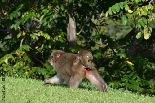 森を歩く親子の猿
