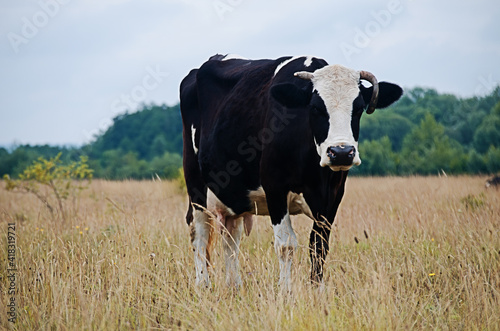 The word  cow  means a female of the species  and  domestic bull  or  domestic bull  - a male.