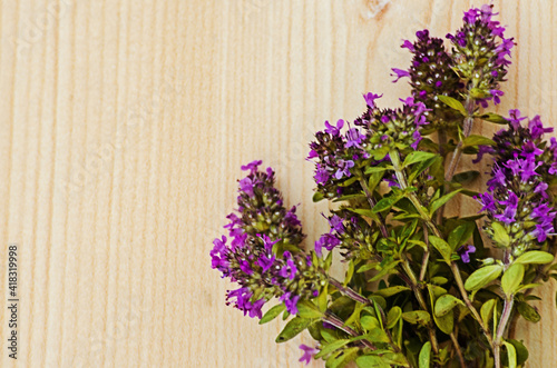 Thyme is a genus of shrubs and semi-shrubs of the labiate family.