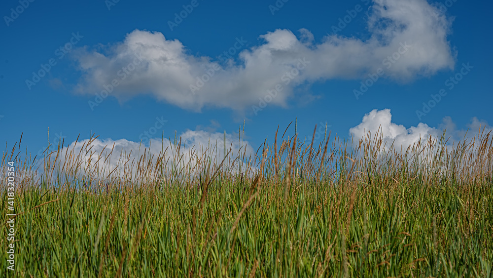 Ears of young green grass against a blue sky with white clouds.Web banner. Ears of young green grass against a blue sky with white clouds.Web banner.